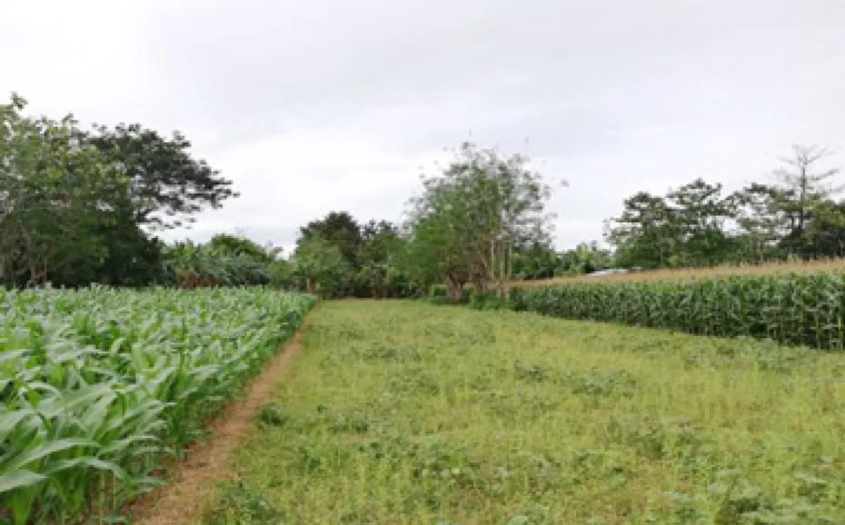 Foreclosed Property for sale in Barangay Malibong, Urbiztondo, Pangasinan - Media Image Asset Panel Sub-No 2