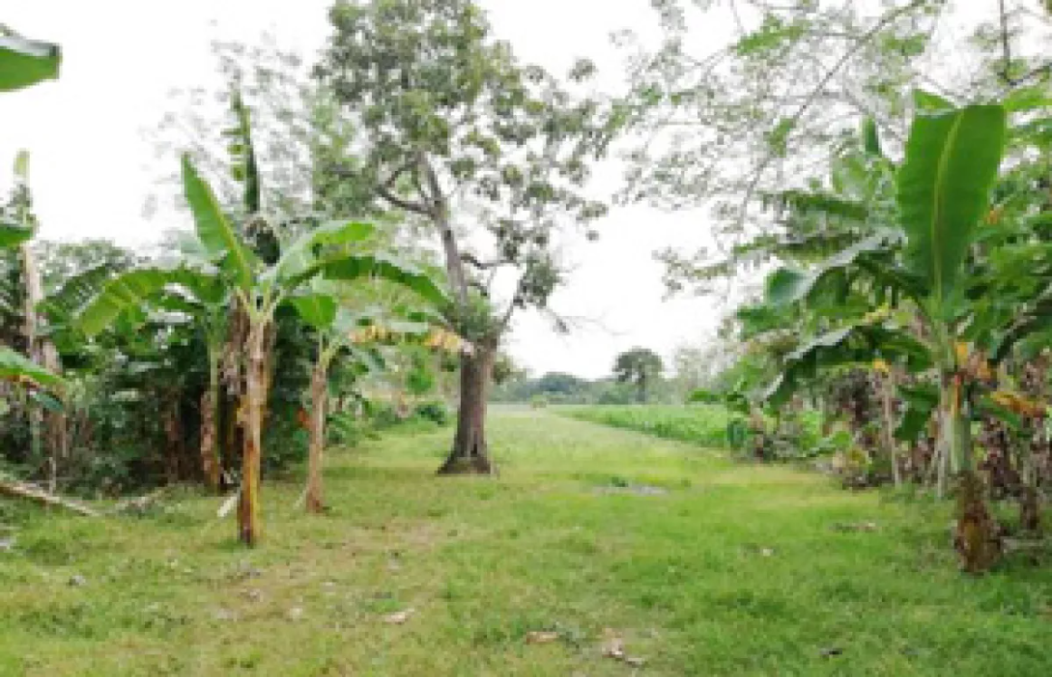 Foreclosed Property for sale in Barangay Malibong, Urbiztondo, Pangasinan - Media Image Asset Panel Sub-No 4