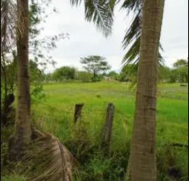 PROPERTY FOR SALE IN  Brgy. Polilio, Cabanatuan City, Nueva Ecija - Media Image Asset Panel Sub-No 2