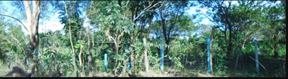 PROPERTY FOR SALE IN  Brgy. San Pedro, Gen. Tinio, Nueva Ecija - Media Image Asset Panel Sub-No 3