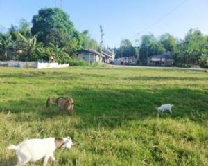 PROPERTY FOR SALE IN  Sta. Cruz, Concepcion, Tarlac - Media Image Asset Panel Sub-No 3