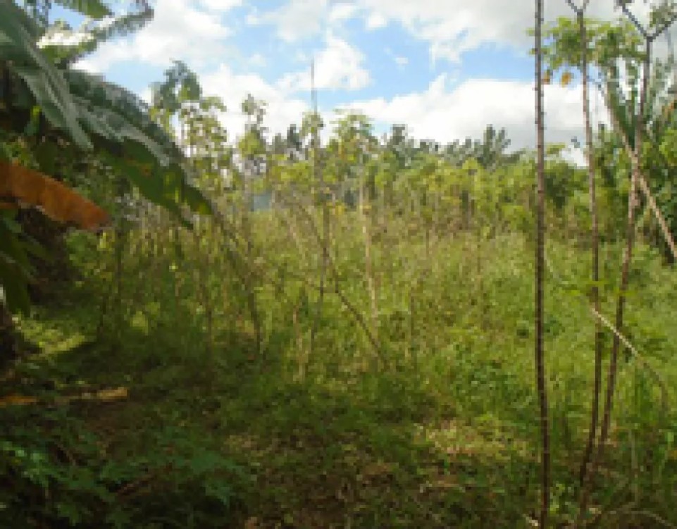 PROPERTY FOR SALE IN  Brgy. San Marcos (Tikiw), San Pablo City, Laguna - Media Image Asset Panel Sub-No 2