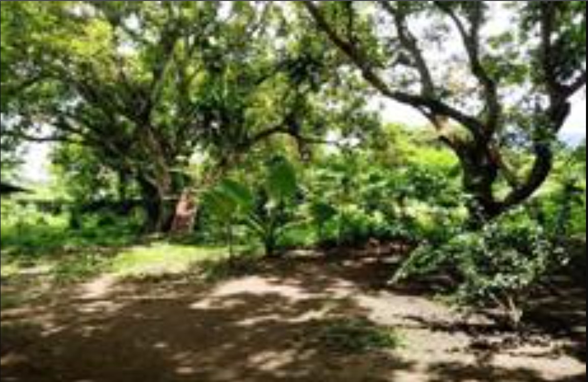 Foreclosed Residential Lot Only For Sale in Los Baños, Laguna (25,824 sqm Lot Area) - Media Image Asset Panel Sub-No 2